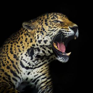 Apr. 2017 - South America - Jaguar