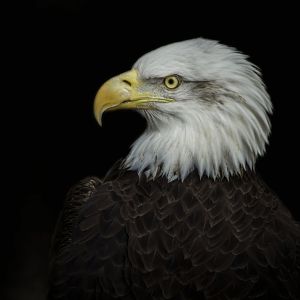 Apr. 2017 - Cats Of The Americas - Bald Eagle