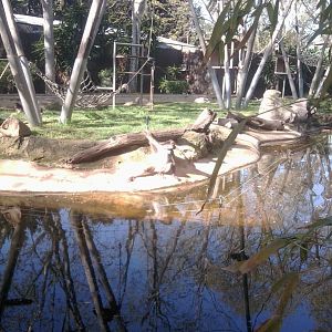 Long-haired spider monkey