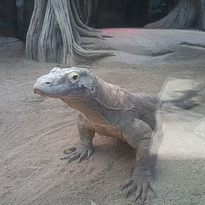 Komodo dragon