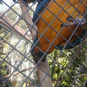 Blue throated macaw (not blue-fronted)