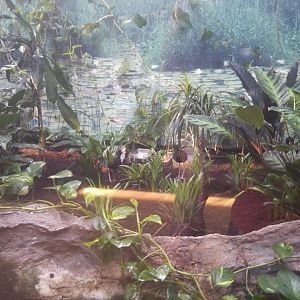Jacanas (wattled). Do you see them?