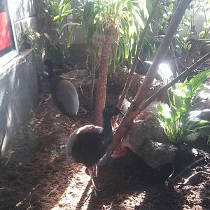 Gray-winged (common) trumpeter