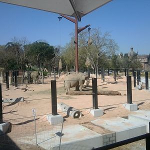 African bush elephant savanah