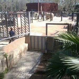 African bush elephants