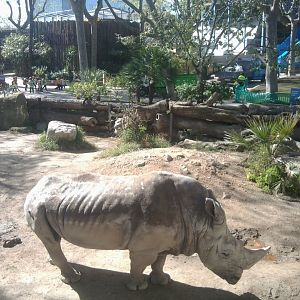 White rhino (bull)