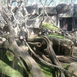 Chimpanzees (Western)