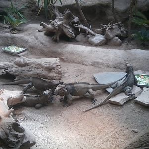 Rhinoceros iguanas (were like fighting)