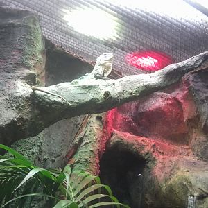 Utila spiny-tailed iguana