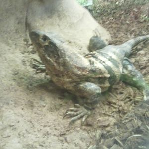 Common (black) spiny-tailed iguana