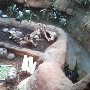 Mixed reptile enclosure