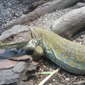 Ocellated lizard (after ID needed)