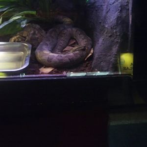 ID needed (Madagascar boid)