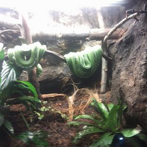 Green tree python