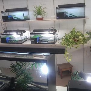 Juvenile reptile nursery