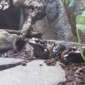 Mountain chicken frog