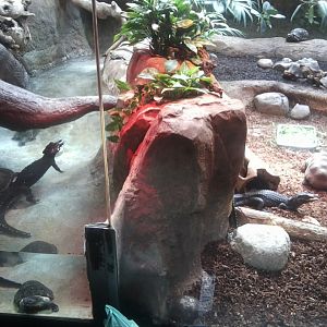 Mixed reptile exhibit