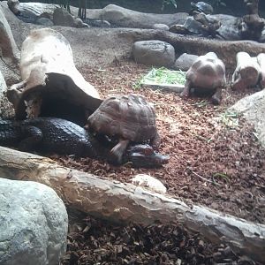 Tortoise stepping on a caiman, caiman was angry