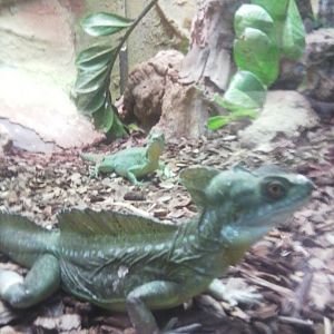 Plumed basilisk lizard