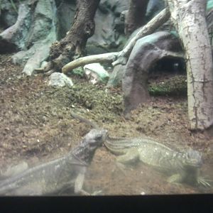 Philippine sailfin lizard