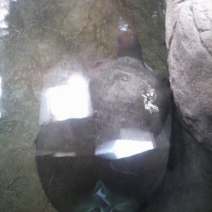 Nile softshell turtle (after ID-needed)