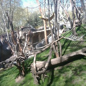 Orangutan exhibit