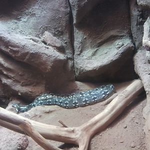 Madagascar ground boa