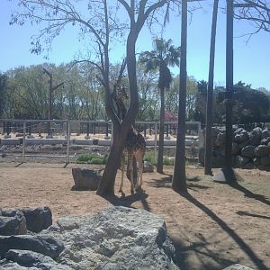 Giraffe exhibit