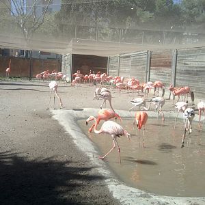 Flamingos