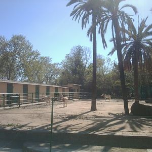 Scimitar-horned oryx