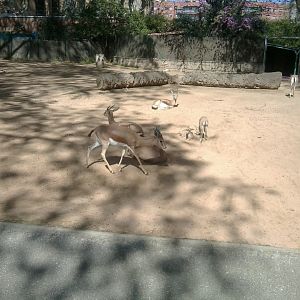 Dorcas gazelle