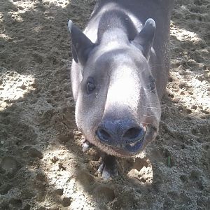 Brazilian tapir