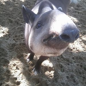 Brazilian tapir