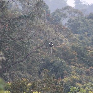 Red-shanked Doucs (Pygathrix naemeus)