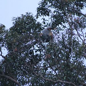 Red-shanked Douc (Pygathrix naemeus)