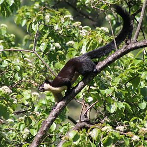Black Giant Squirrel (Ratufa bicolor)