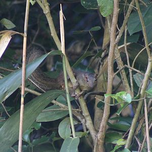 Northern Tree Shrew (Tupaia belangeri)