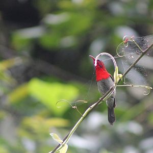 Crimson Sunbird (Aethopyga siparaja)