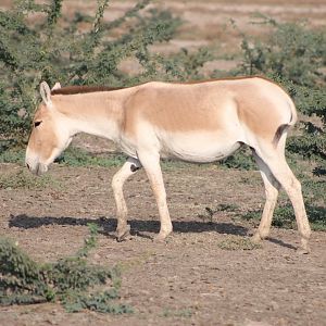 Indian Wild Ass (Equus hemionus khur)