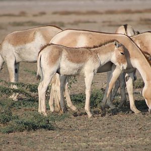 Indian Wild Ass (Equus hemionus khur)
