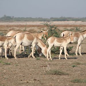 Indian Wild Ass (Equus hemionus khur)