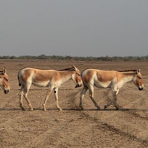 Indian Wild Ass (Equus hemionus khur)