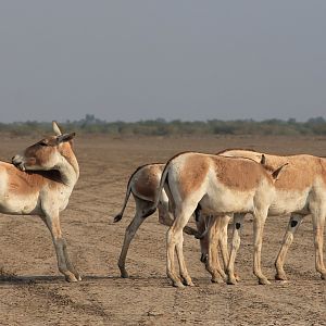Indian Wild Ass (Equus hemionus khur)