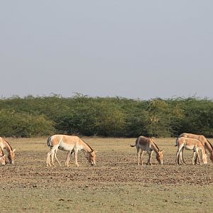 Indian Wild Ass (Equus hemionus khur)