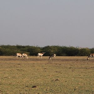 Indian Wild Ass (Equus hemionus khur)