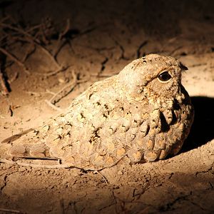 Syke's Nightjar (Caprimulgus mahrattensis)
