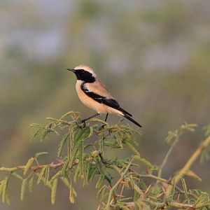 Desert Wheatear (Oenanthe deserti)
