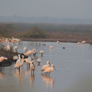 Eurasian Spoonbills (Platalea leucorodia)