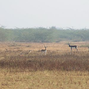 Blackbuck (Antilope cervicapra)