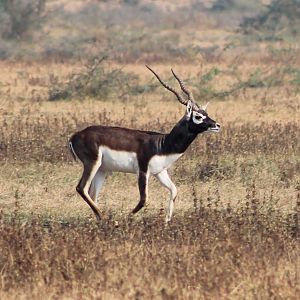 Blackbuck (Antilope cervicapra)
